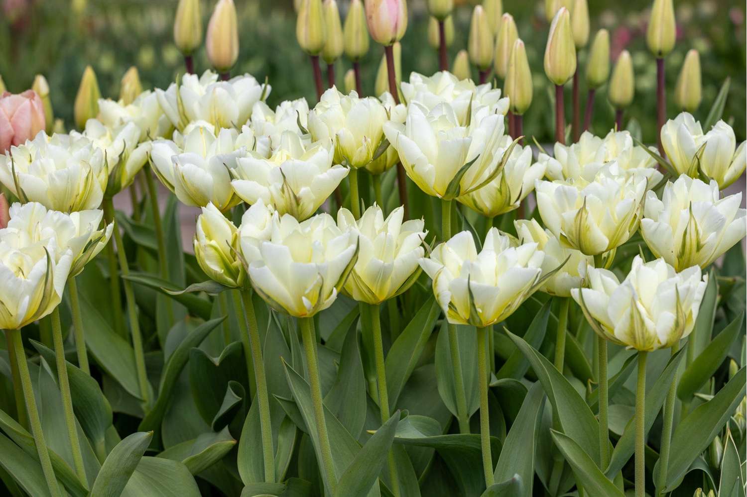 'Tulppaani 'White Valley'